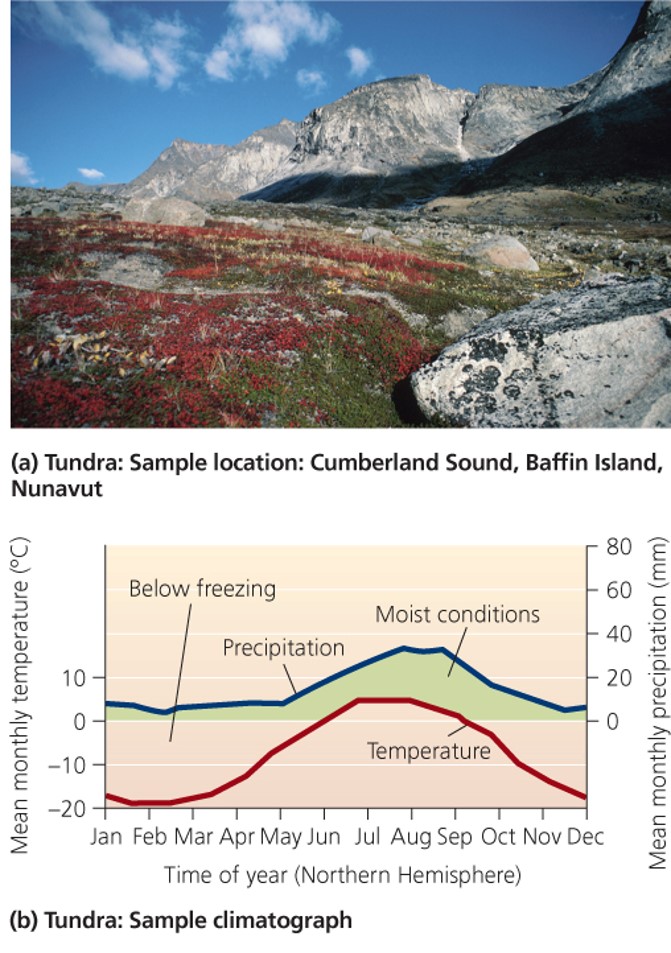 Tundra terrestrial biomes