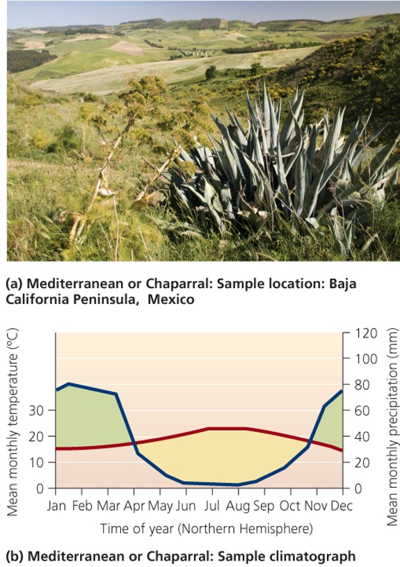 Mediterranean (chaparral) "البحر الأبيض المتوسط تشابارال"