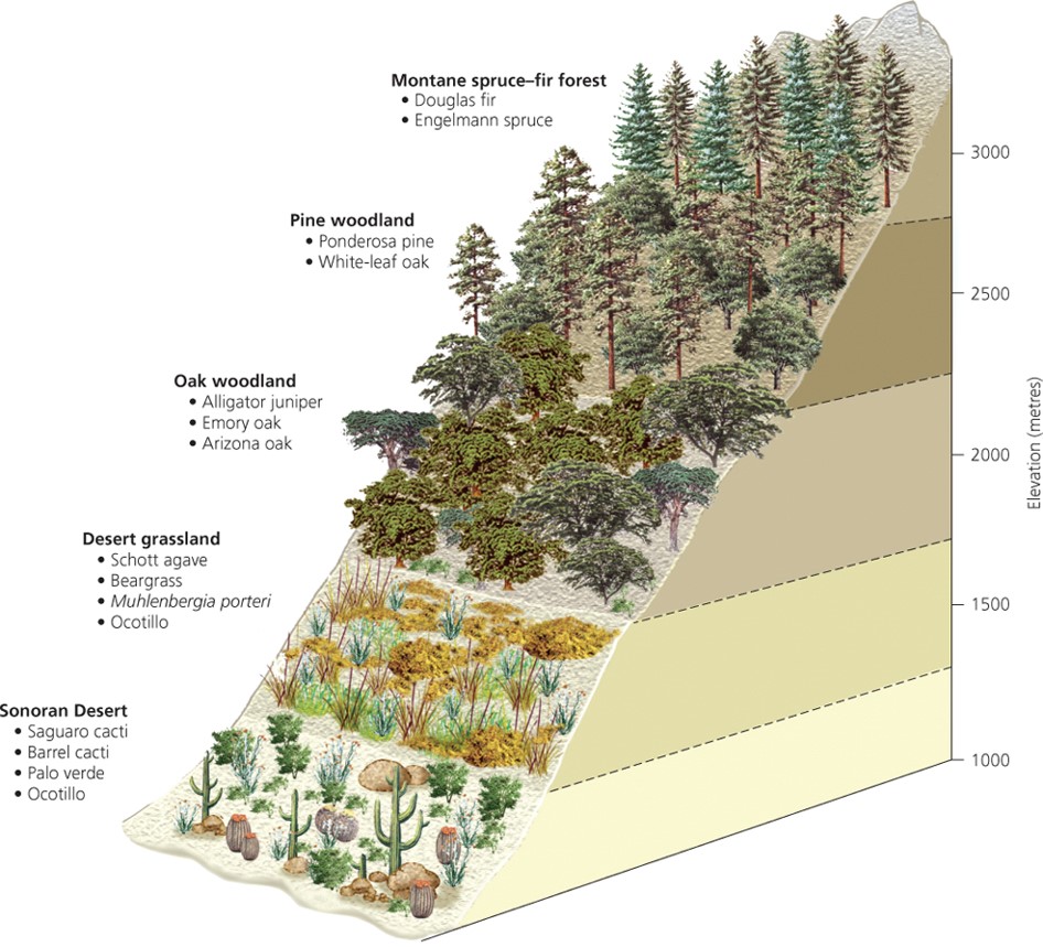 Alpine biome Altitudinal zonation