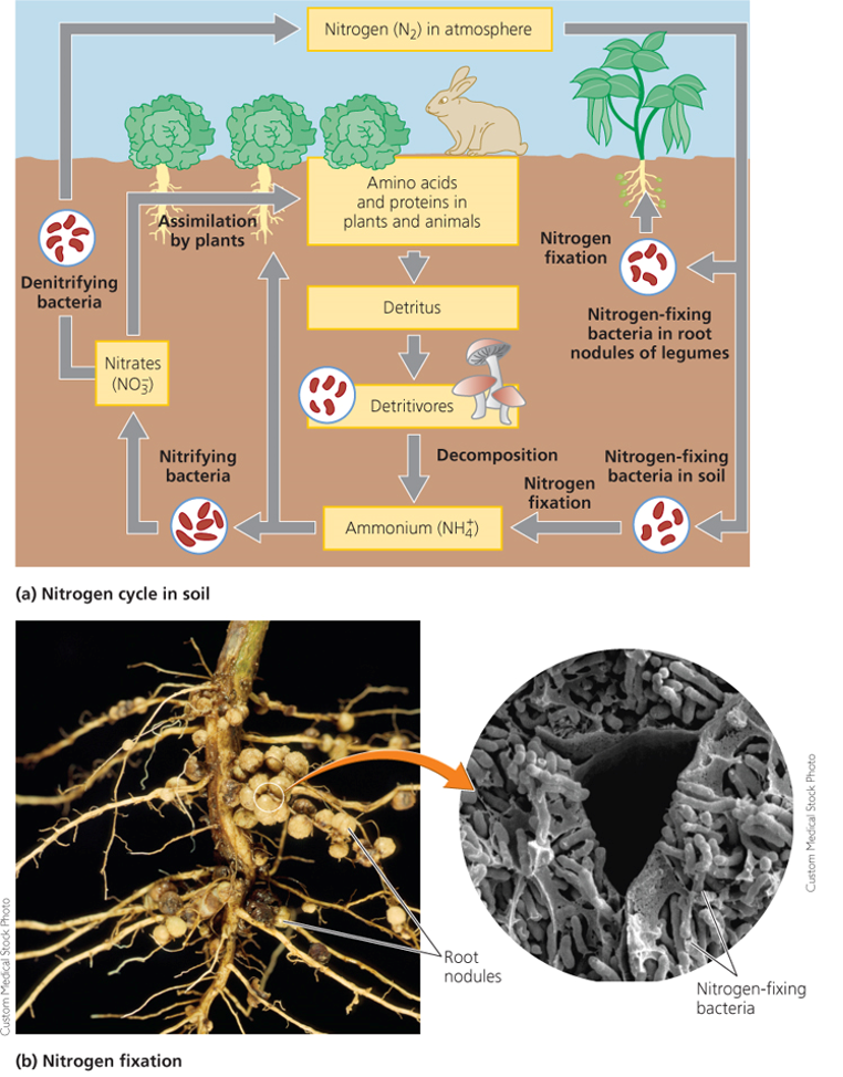 Soil is a crucial part of the nitrogen cycle