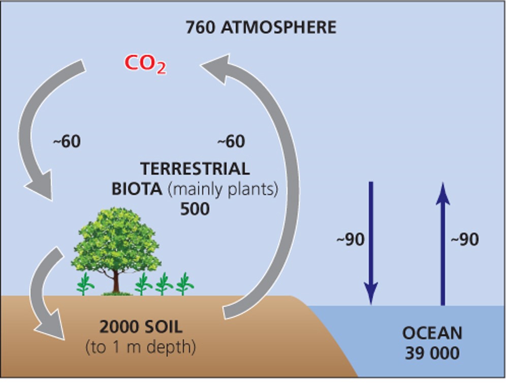 Soil and the terrestrial reservoir for carbon