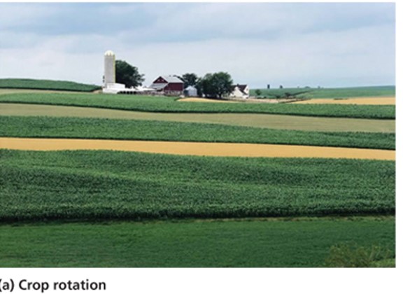 Crop Rotation