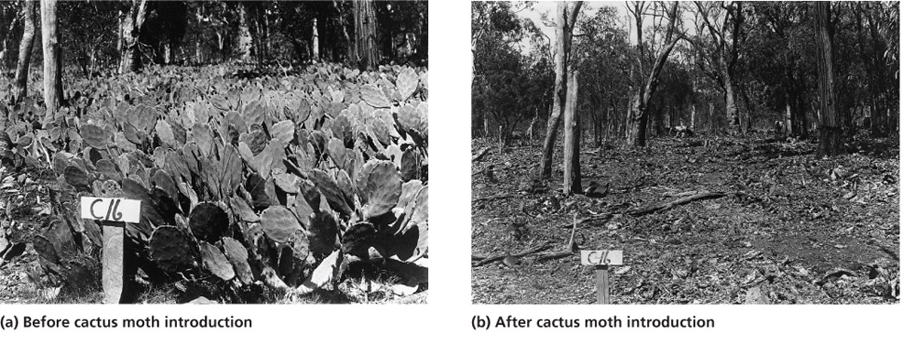 Biological control pits one organism against another