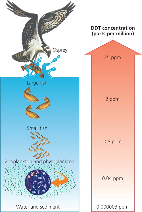 Accumulation  of toxicants over time and up the food chain