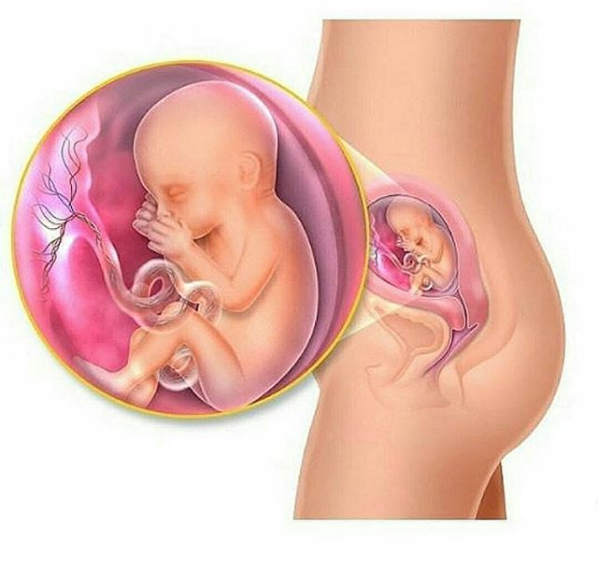 28 Fetus Development