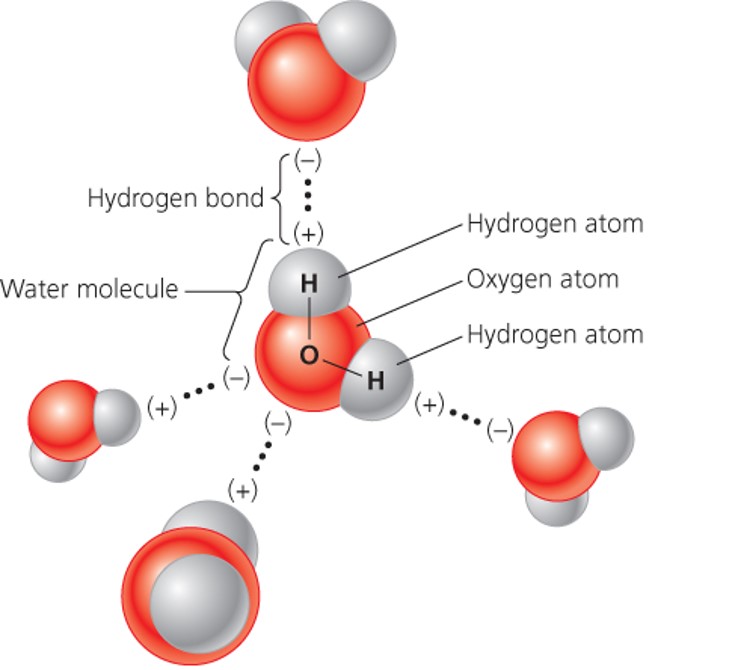 The chemical structure of the water molecule facilitates life