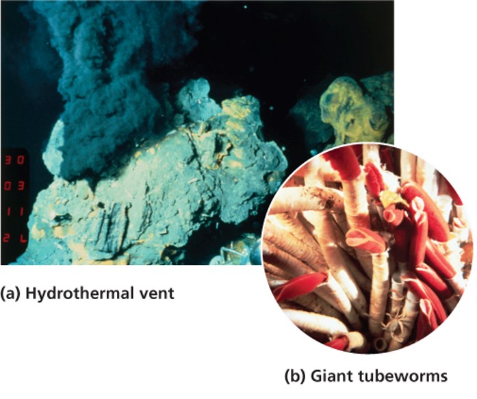 Hydrothermal vents