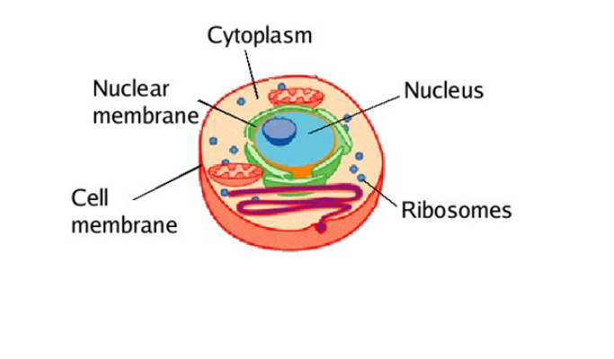 Plant Cells