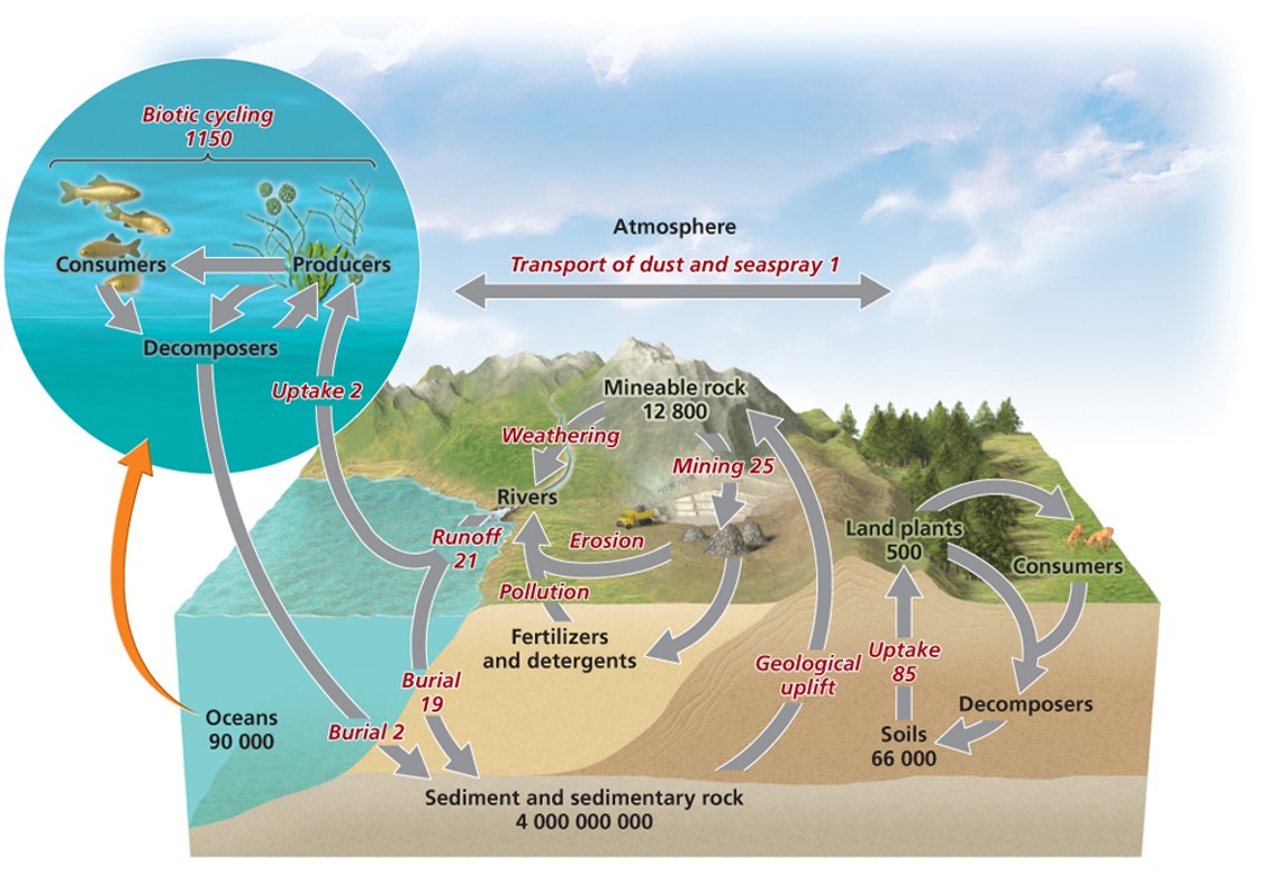 The phosphorus cycle "دورة الفوسفور"