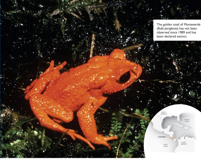 Golden toads in a Costa Rican Cloud Forest