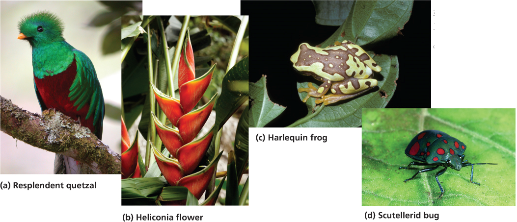 Evolution and Natural selection shapes organisms and diversity