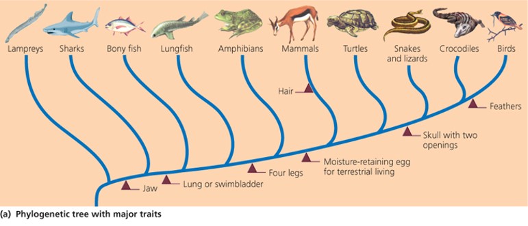 Phylogenetic trees (Cladograms)