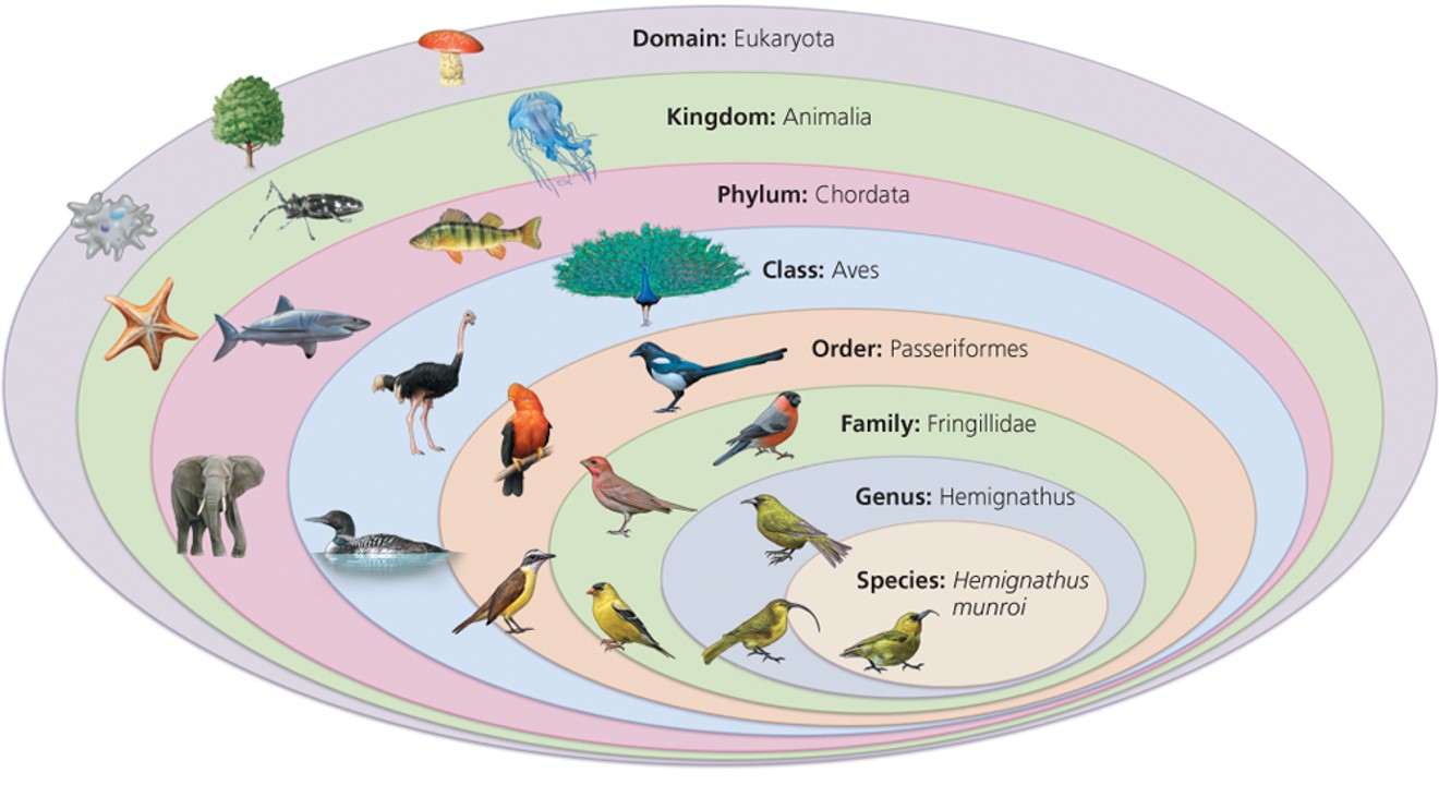 Biological Diversity: Complex patterns of diversity