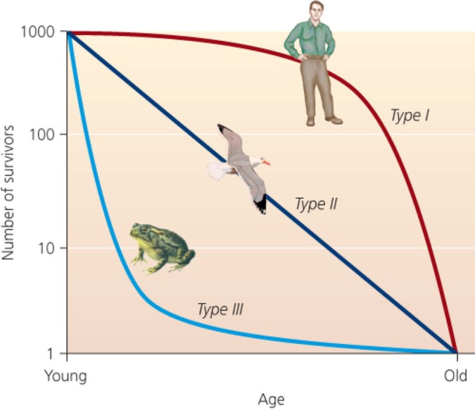 Survivorship curves "منحنيات البقاء على قيد الحياة"