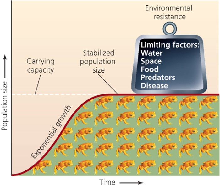 Limiting factors restrain population growth