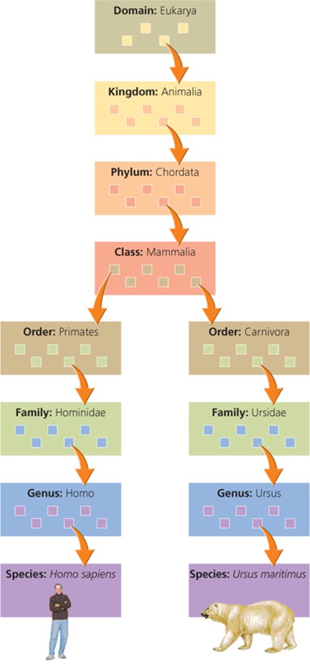 Taxonomy "التصنيف"