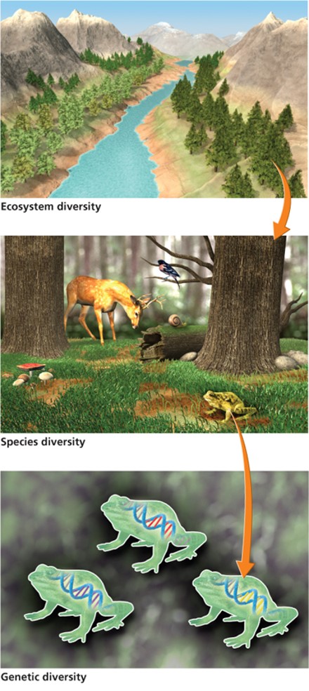 Biodiversity at several levels