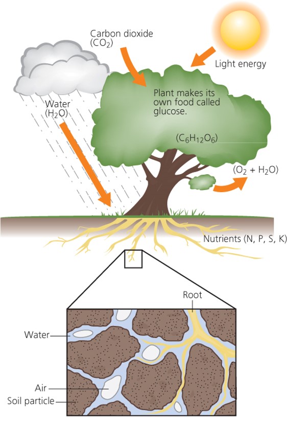 photosynthesis of a tree "التركيب الضوئي"