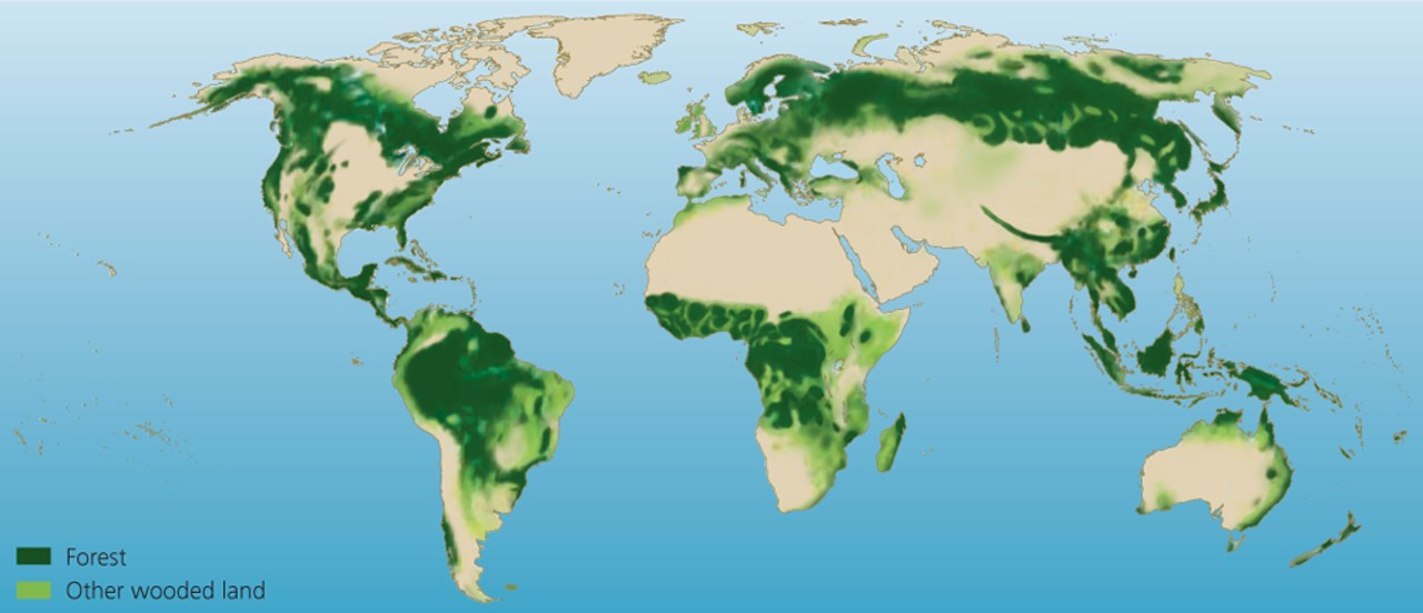 Forest and Trees around the world