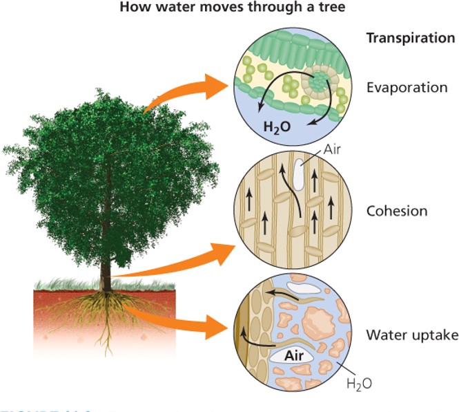 How water moves through a tree