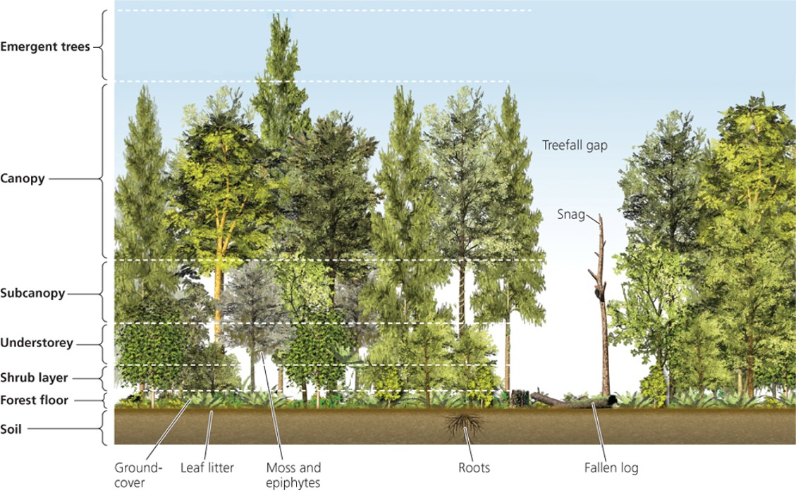 Major groups of forest biomes