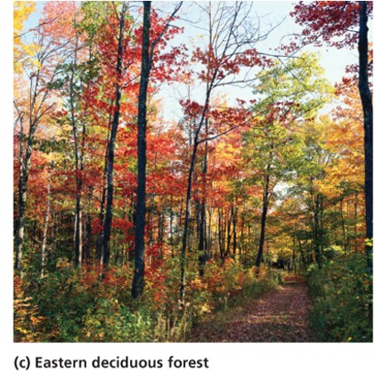 Eastern Deciduous Forest "غابة الشرقية المتساقطة"