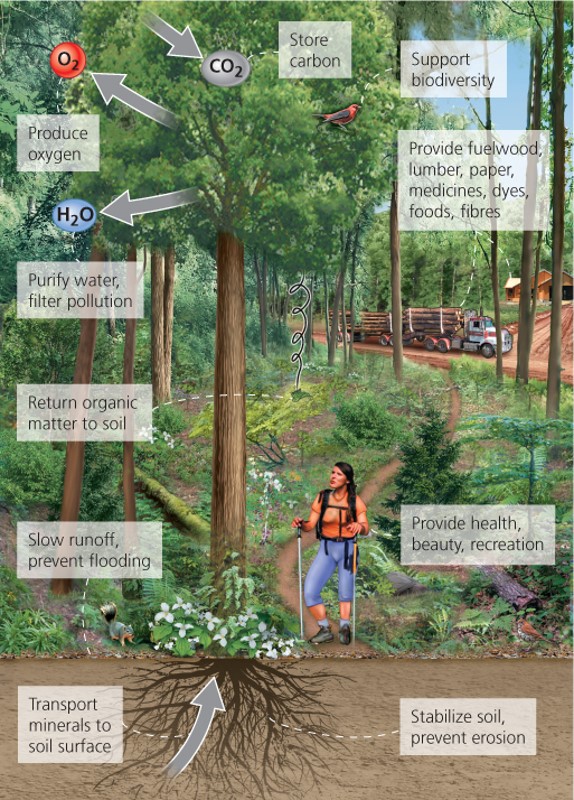 Trees provide ecosystem services to people