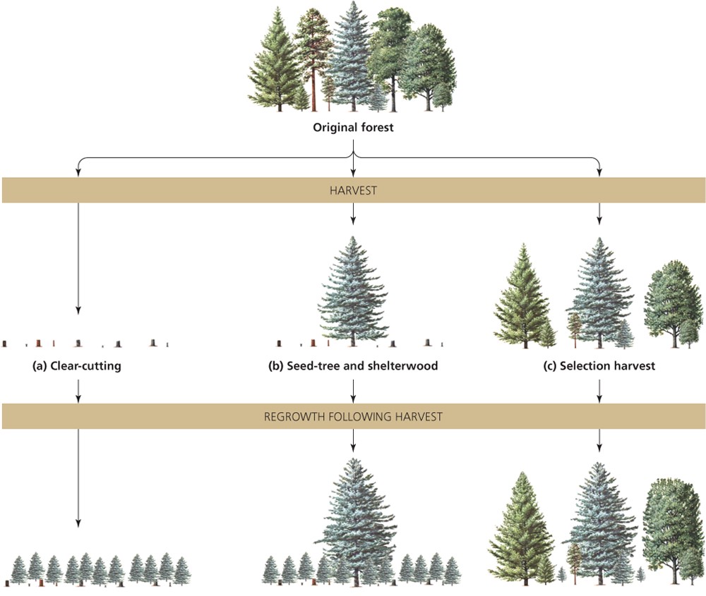 Methods of Timber Harvesting