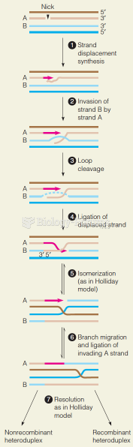 The Meselson–Radding model for homologous recombination