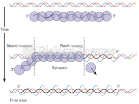 The RecA strand exchange reaction as shown from single-molecule studies