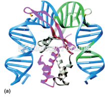 Integrative recombination in phage l: DNA bending by IHF, shown by X-ray crystallography