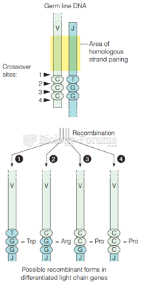 Generation of diversity by variable V-J joining mechanisms