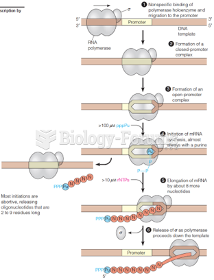 Initiation and elongation steps of transcription by bacterial RNA polymerase