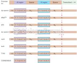 Conserved sequences in promoters recognized by E. coli RNA polymerase