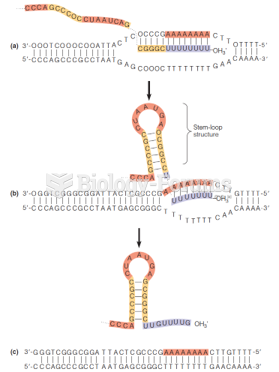 A model for factor-independent termination of transcription