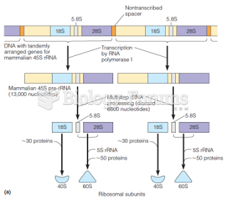 Transcription and processing of the major ribosomal RNAs in eukaryotes