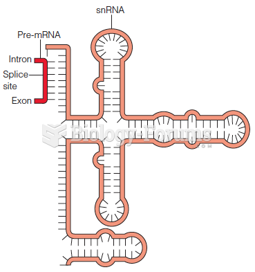 Structure of a small nuclear RNA (snRNA)