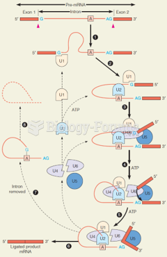 The overall process of splicing