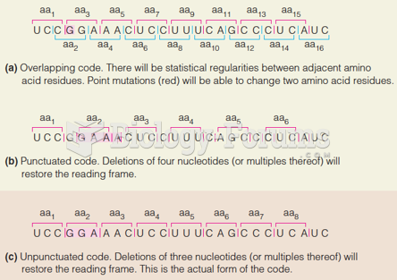 Three conceivable kinds of genetic codes