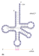 Structure of tRNAs: A leucine tRNA from E. coli