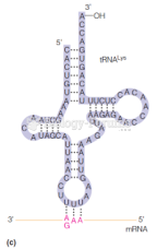 Structure of tRNAs: A human mitochondrial tRNA for lysine