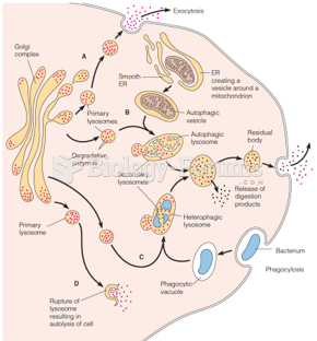 Formation of primary and secondary lysosomes and their role in cellular digestive