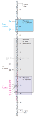 The 122-base lac regulatory region