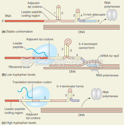 Mechanism of attenuation in the trp operon