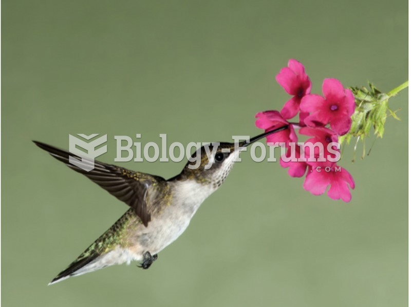 Hummingbird Eating Nectar