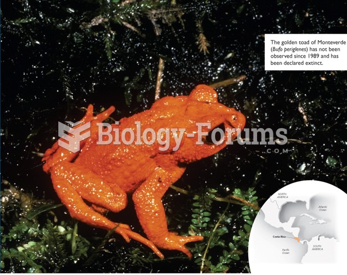 Golden toads in a Costa Rican Cloud Forest