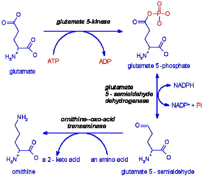 Glutamate-5-semialdehyde dehydrogenase