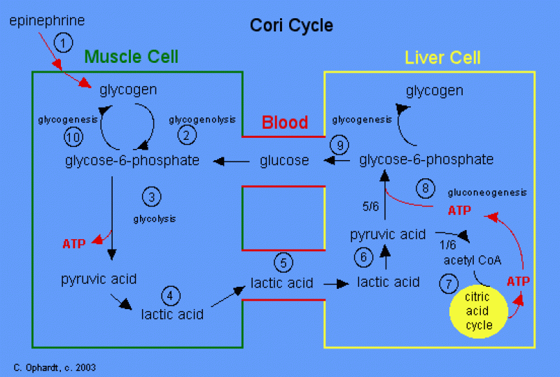 Cori Cycle