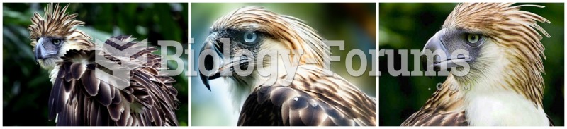 Philippine Eagle Collage
