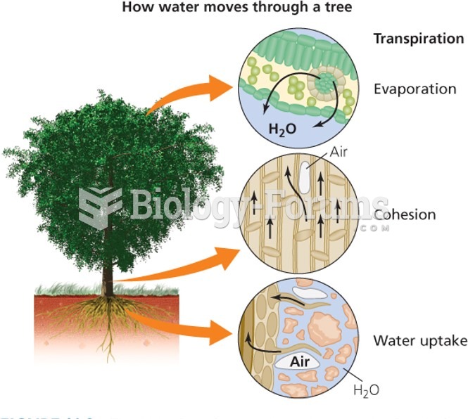 How water moves through a tree